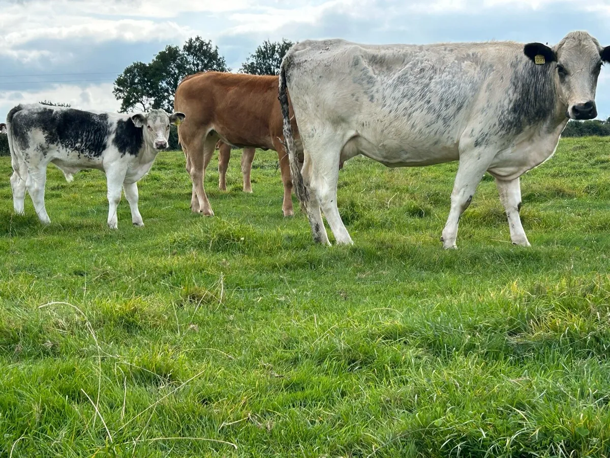 First calved blue heifer and bull calf - Image 3