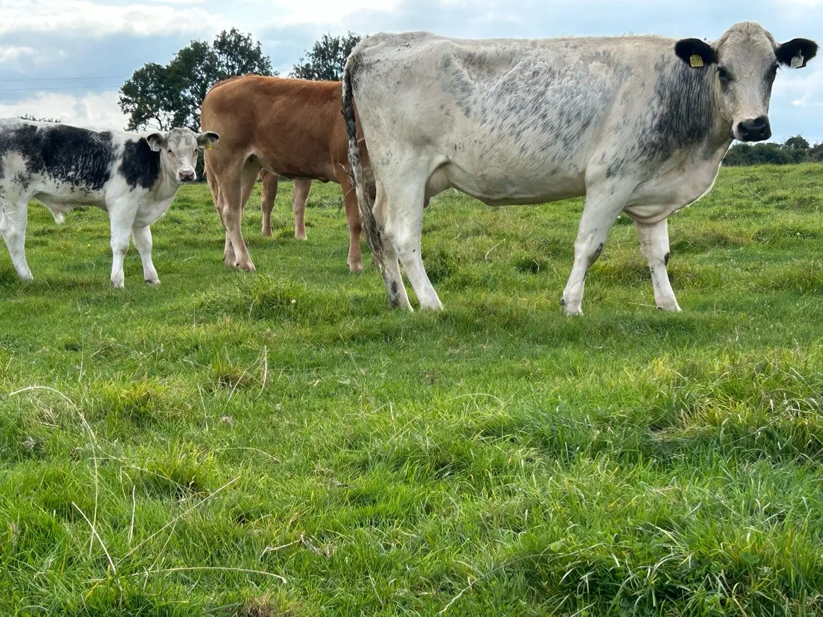 First calved blue heifer and bull calf - Image 4