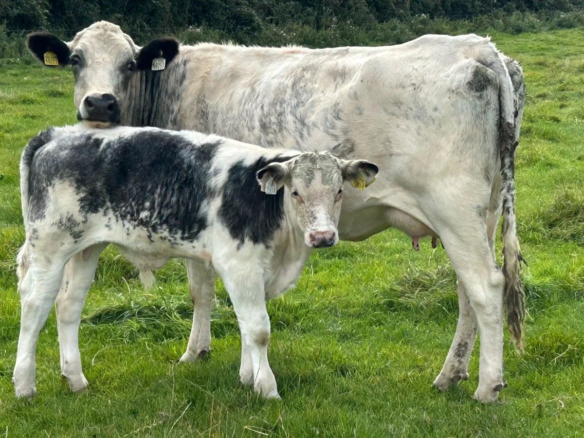 First calved blue heifer and bull calf - Image 1