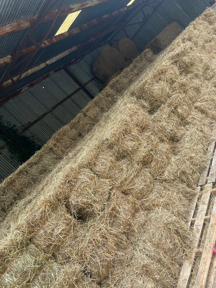 June horse & cattle hay,round ,big&small squares - Image 1