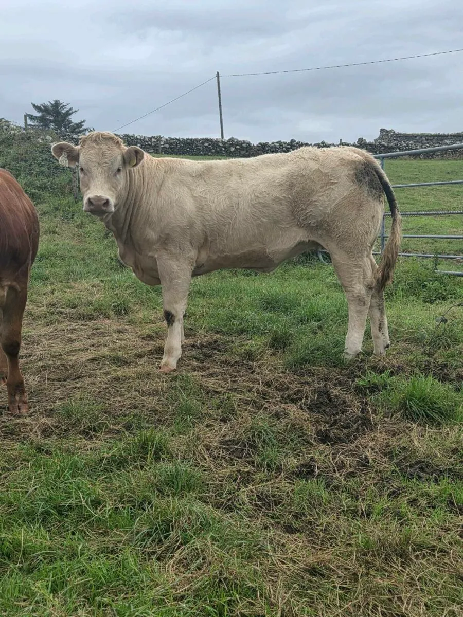 Hybrid CH x LM Heifer for Ennis Mart Tues 26th - Image 1