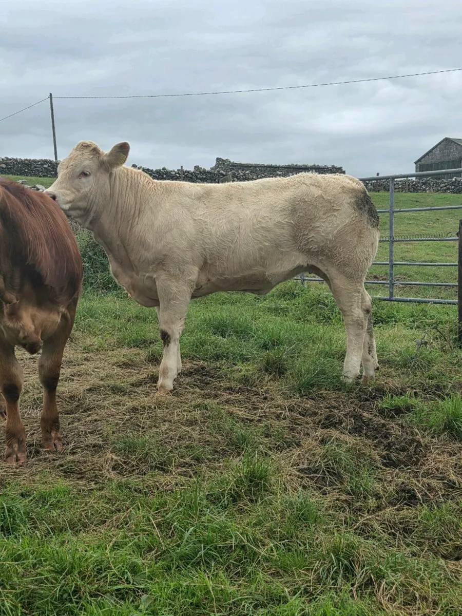 Hybrid CH x LM Heifer for Ennis Mart Tues 26th - Image 2
