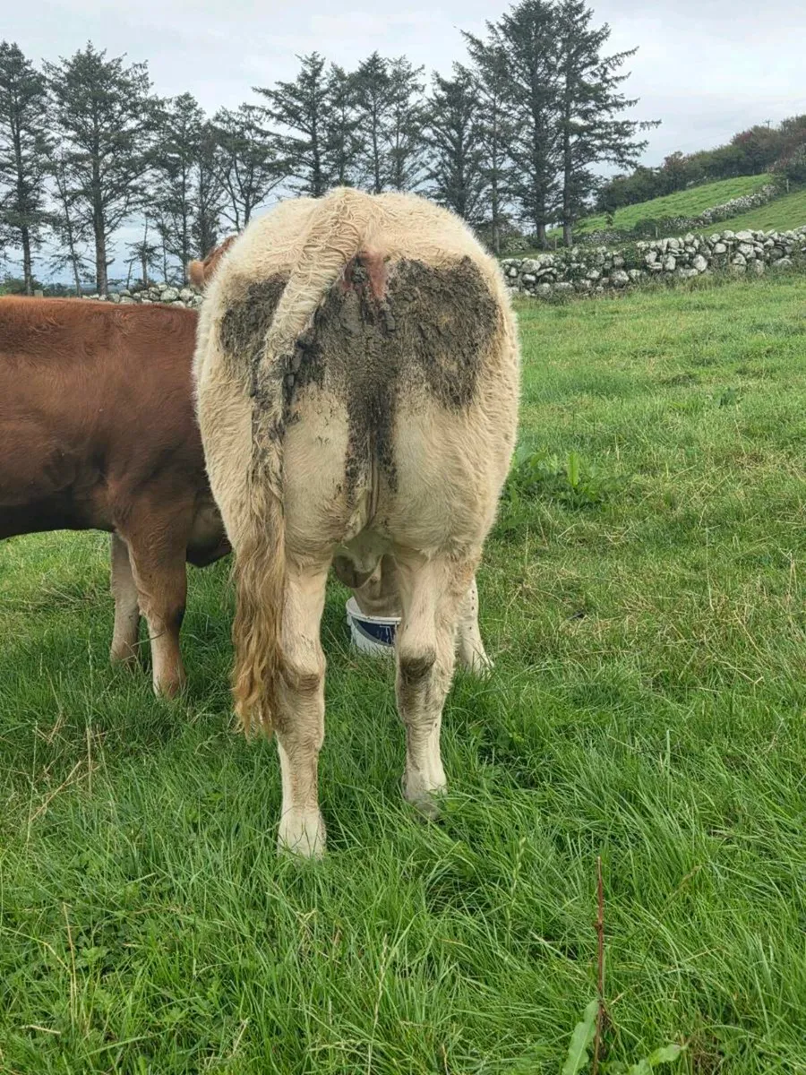 Hybrid CH x LM Heifer for Ennis Mart Tues 26th - Image 3
