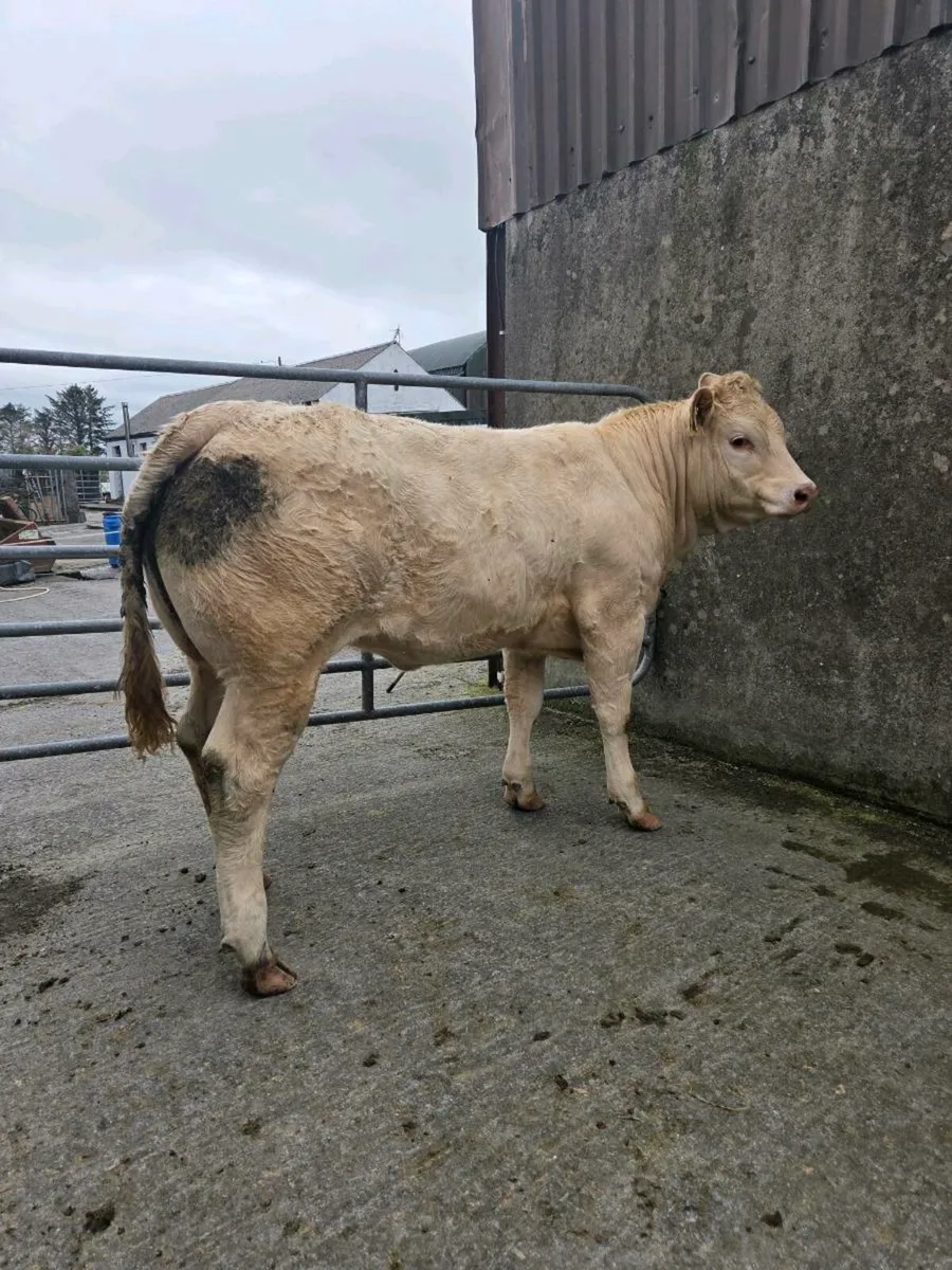 Hybrid CH x LM Heifer for Ennis Mart Tues 26th - Image 4