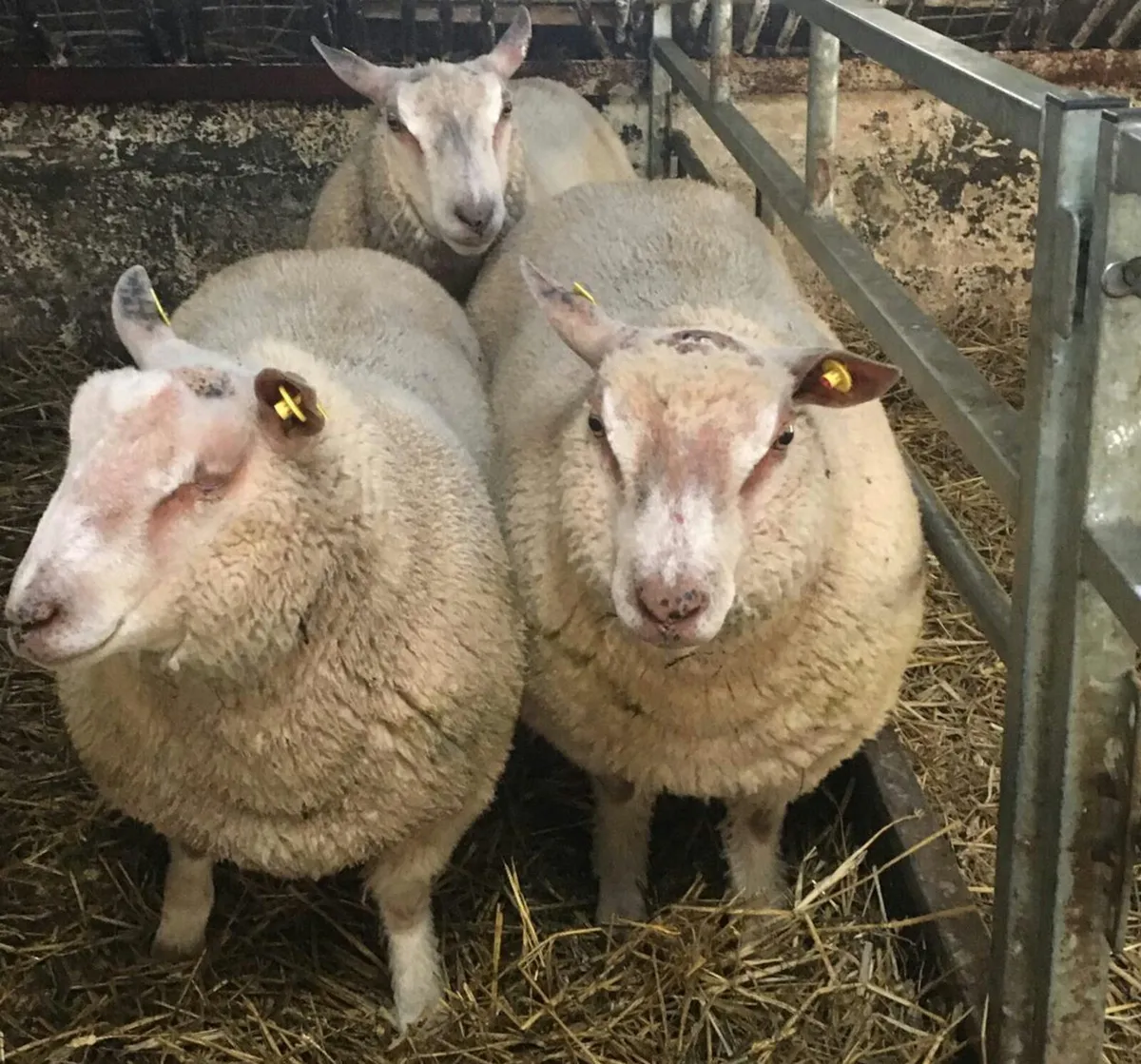 Pedigree Charollais Suffolk and Texel Rams - Image 1