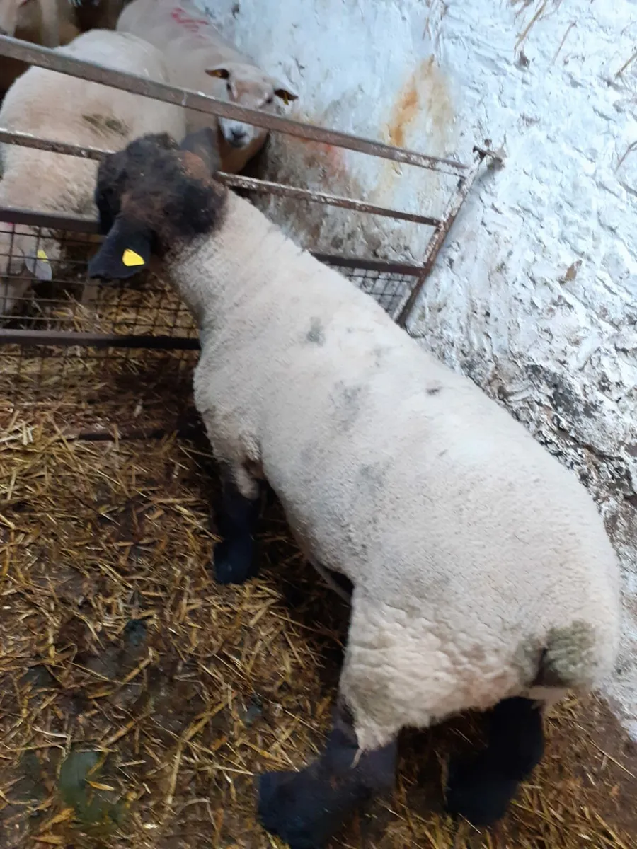 Pedigree Charollais Suffolk and Texel Rams - Image 2