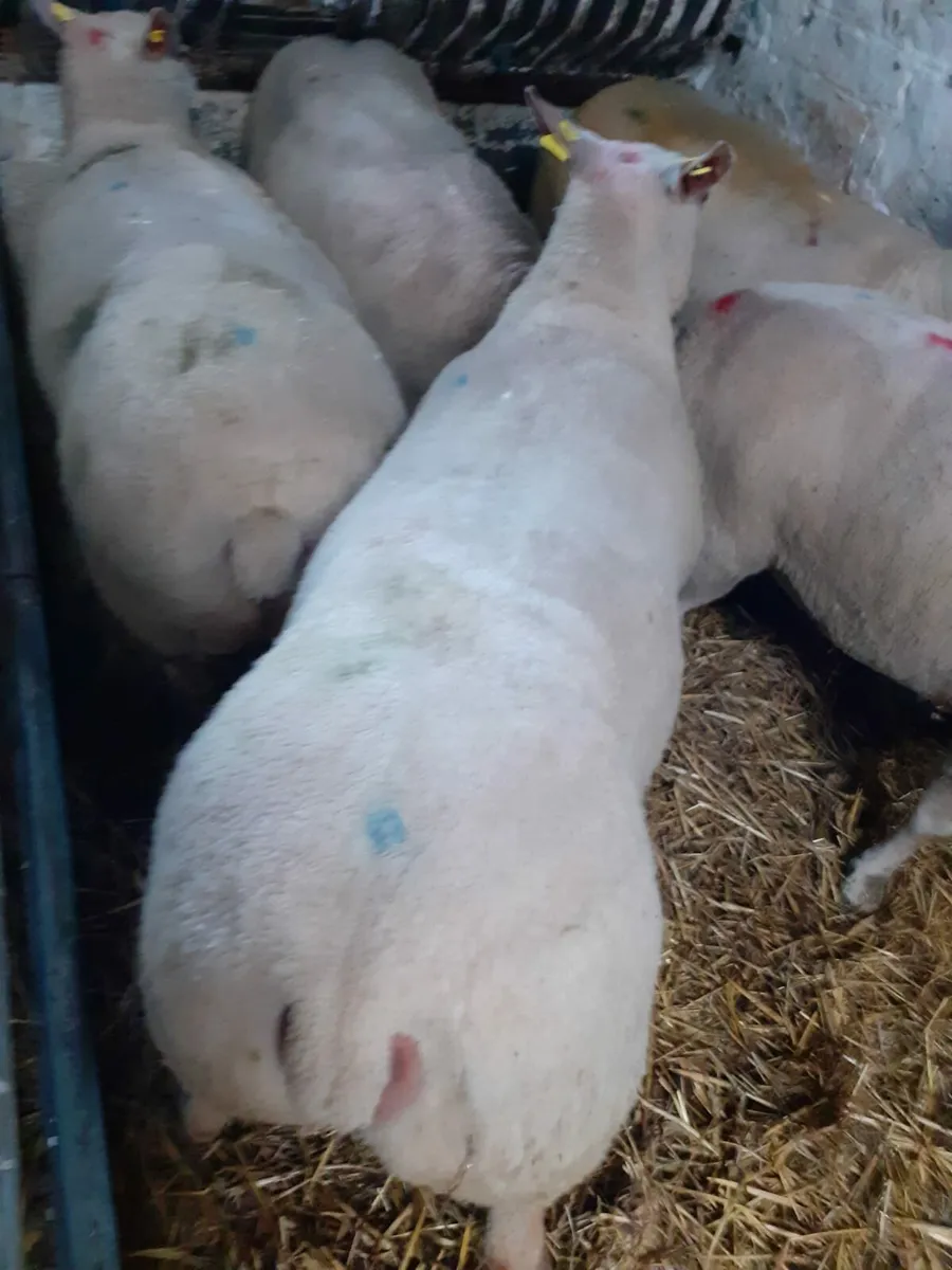 Pedigree Charollais Suffolk and Texel Rams - Image 3