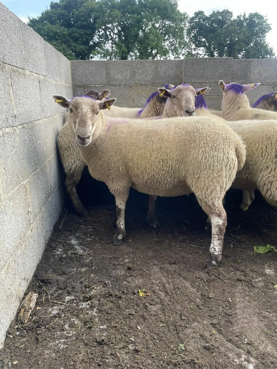 Texel x hoggets - Image 3