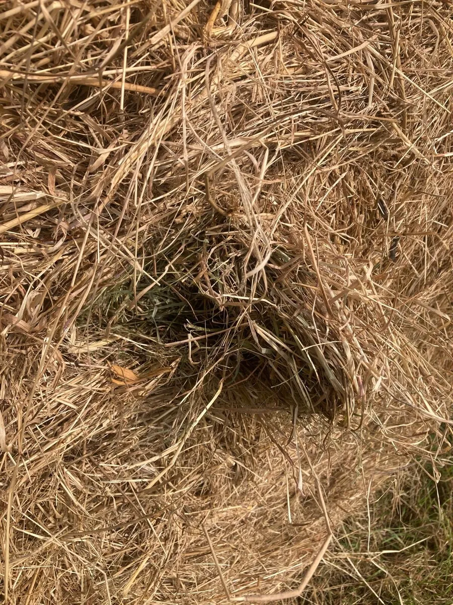 Hay - Image 2