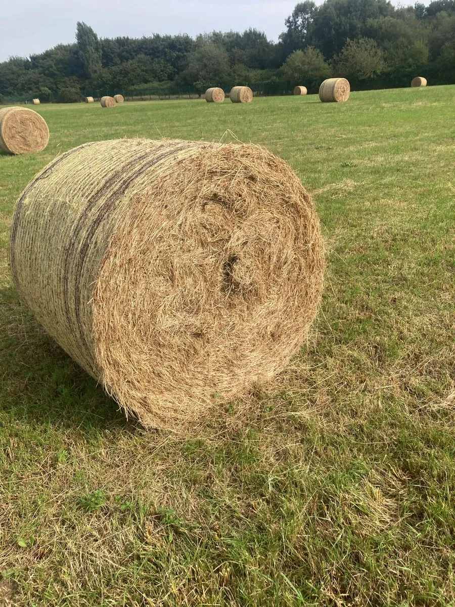 Hay - Image 1