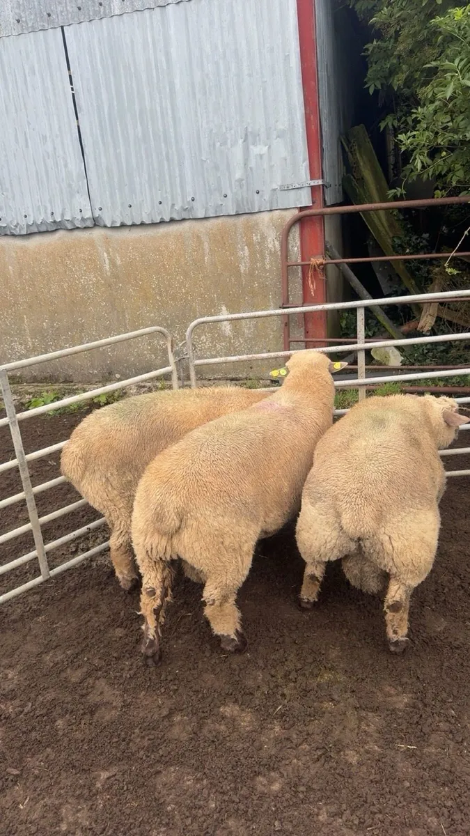 Vendeen Ram Lambs - Image 1