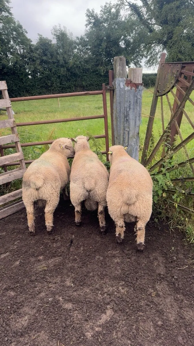 Vendeen Ram Lambs - Image 2