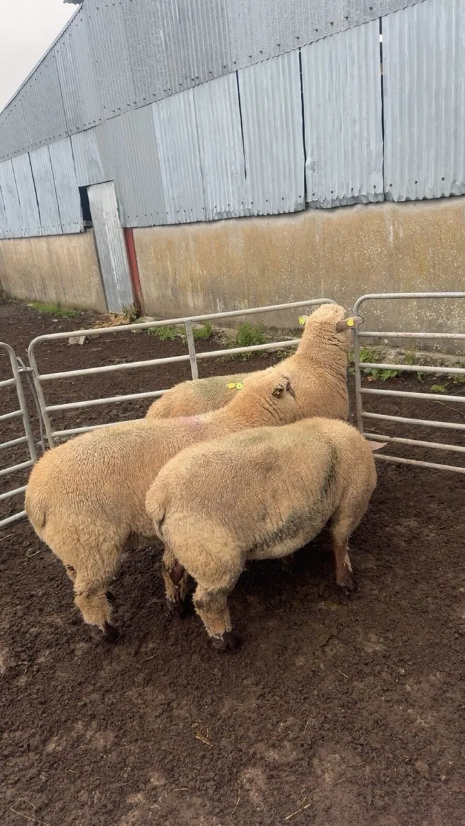 Vendeen Ram Lambs - Image 3