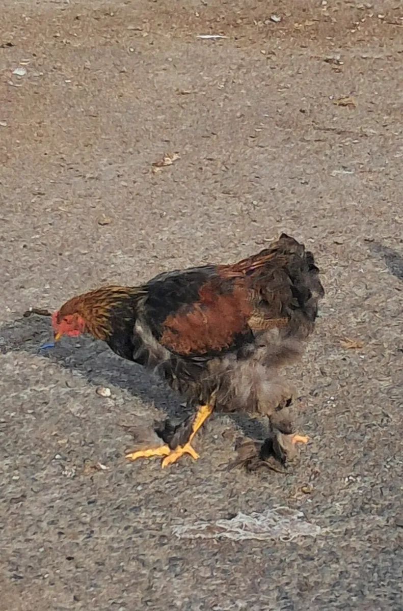Bantam rooster cross - Image 1