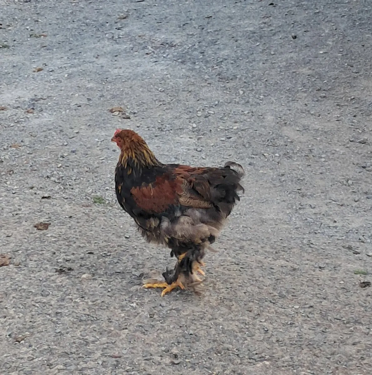 Bantam rooster cross - Image 2