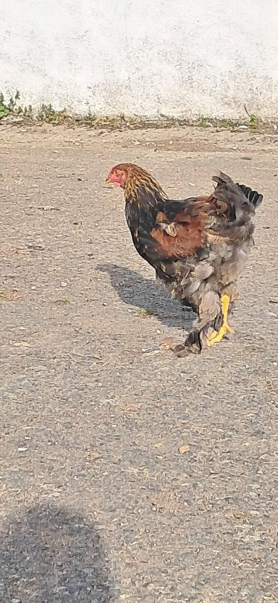 Bantam rooster cross - Image 3