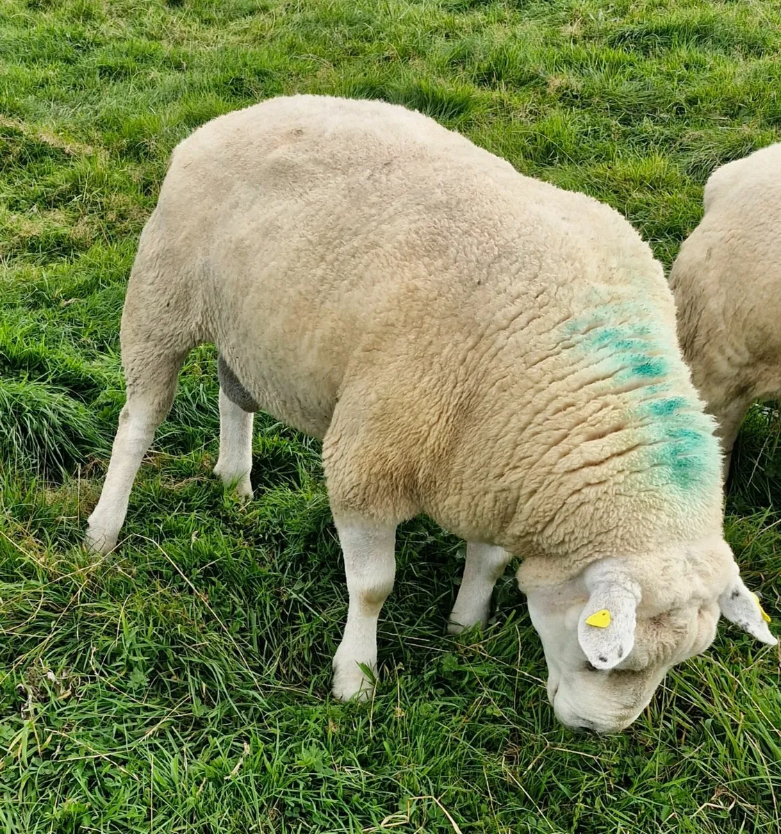 Ram - Image 1