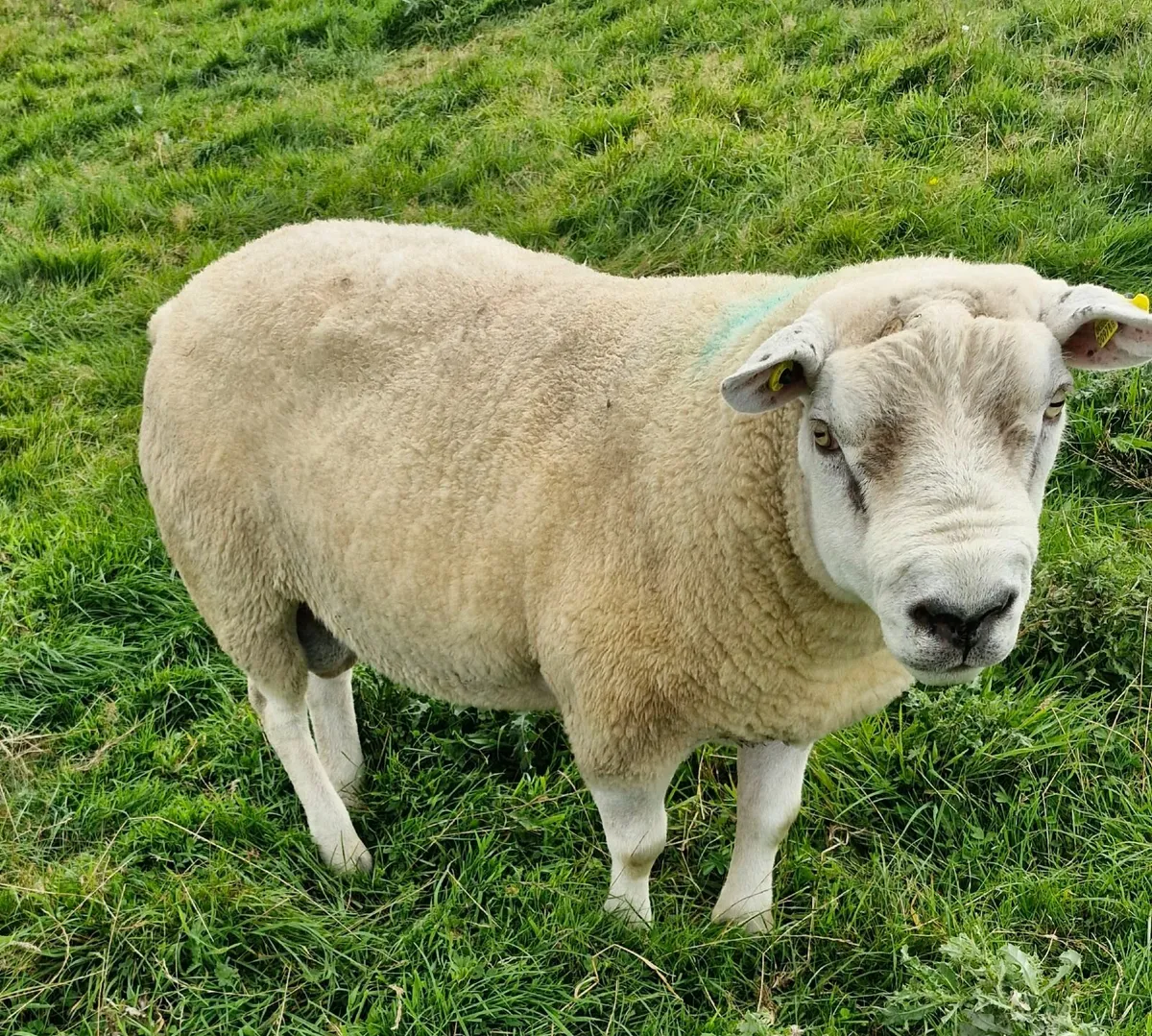 Ram - Image 2