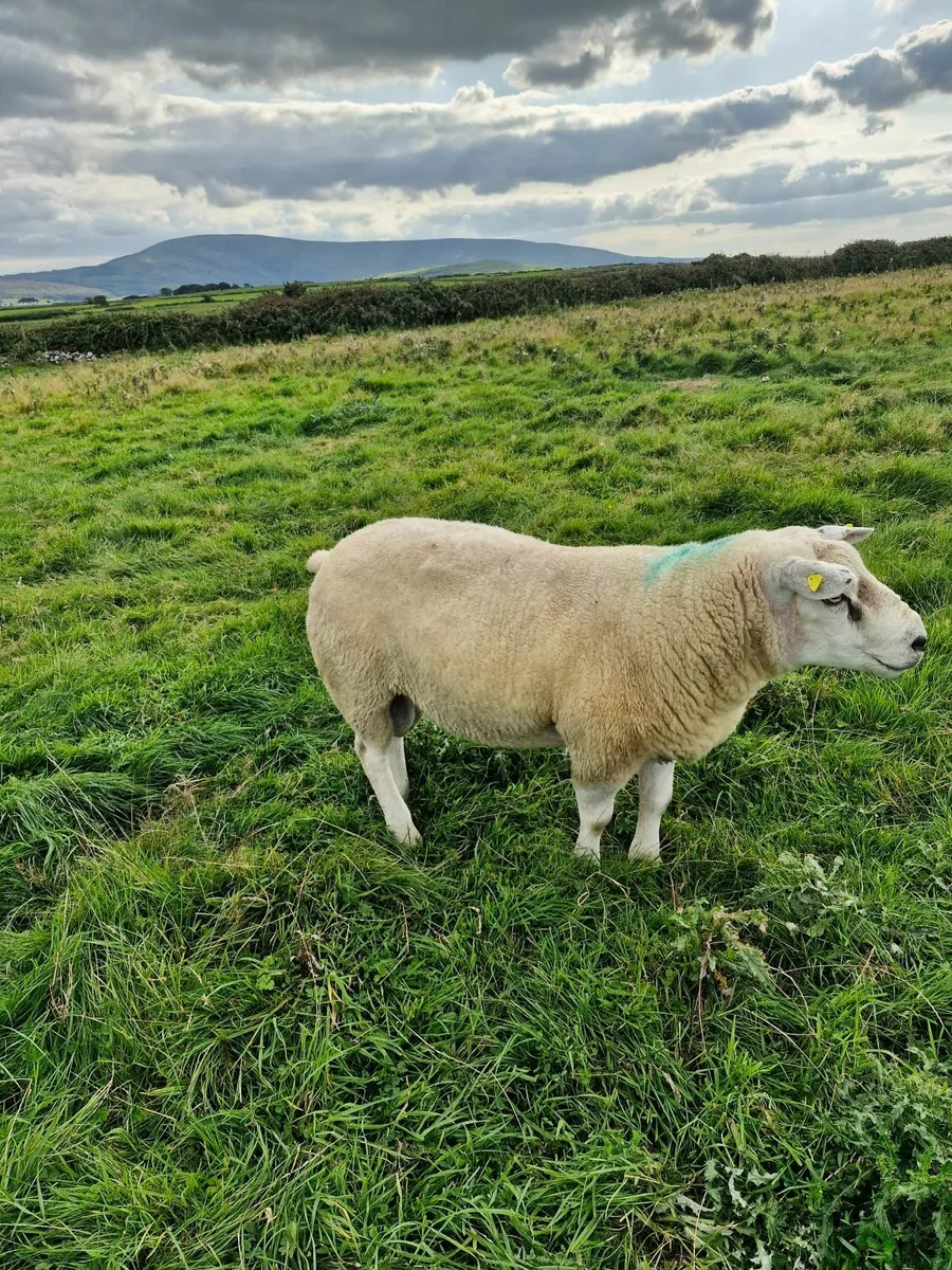 Ram - Image 3