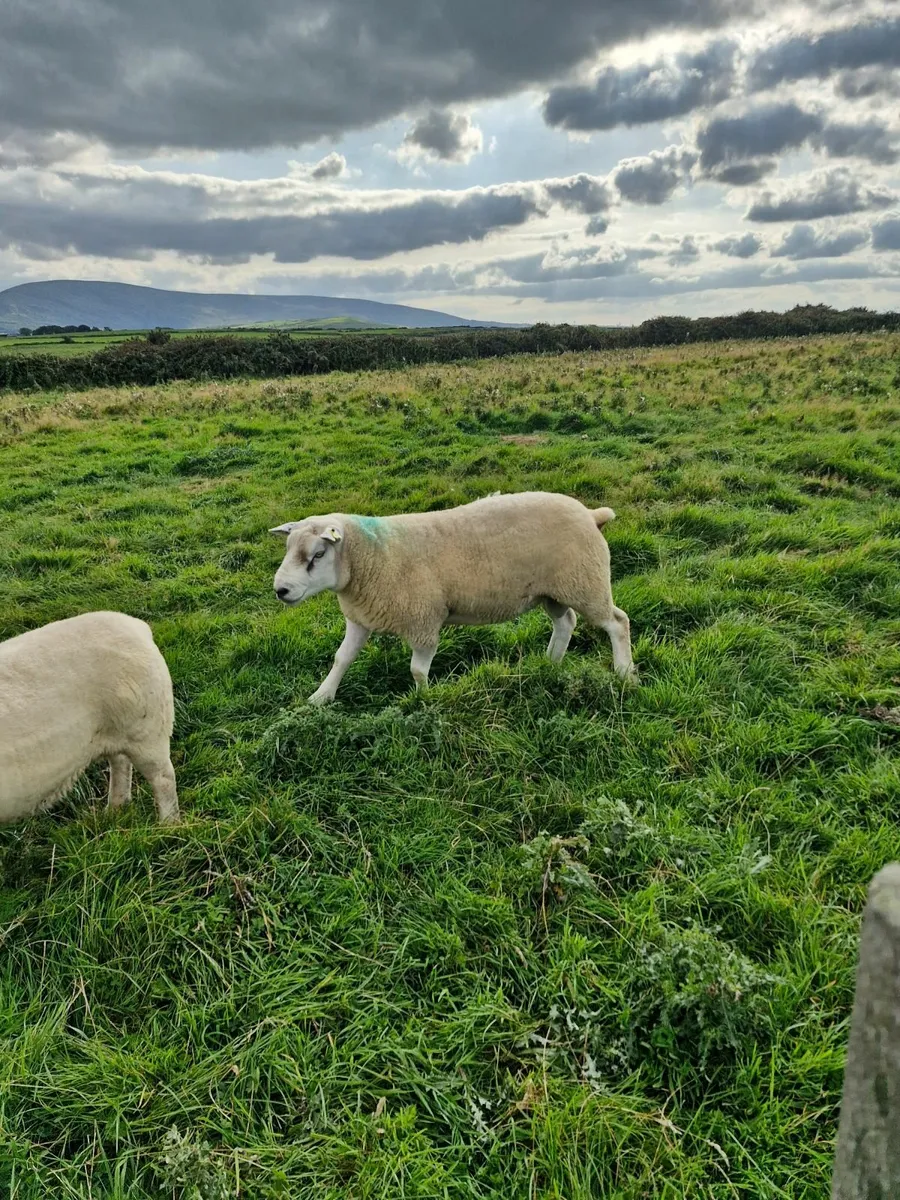 Ram - Image 4