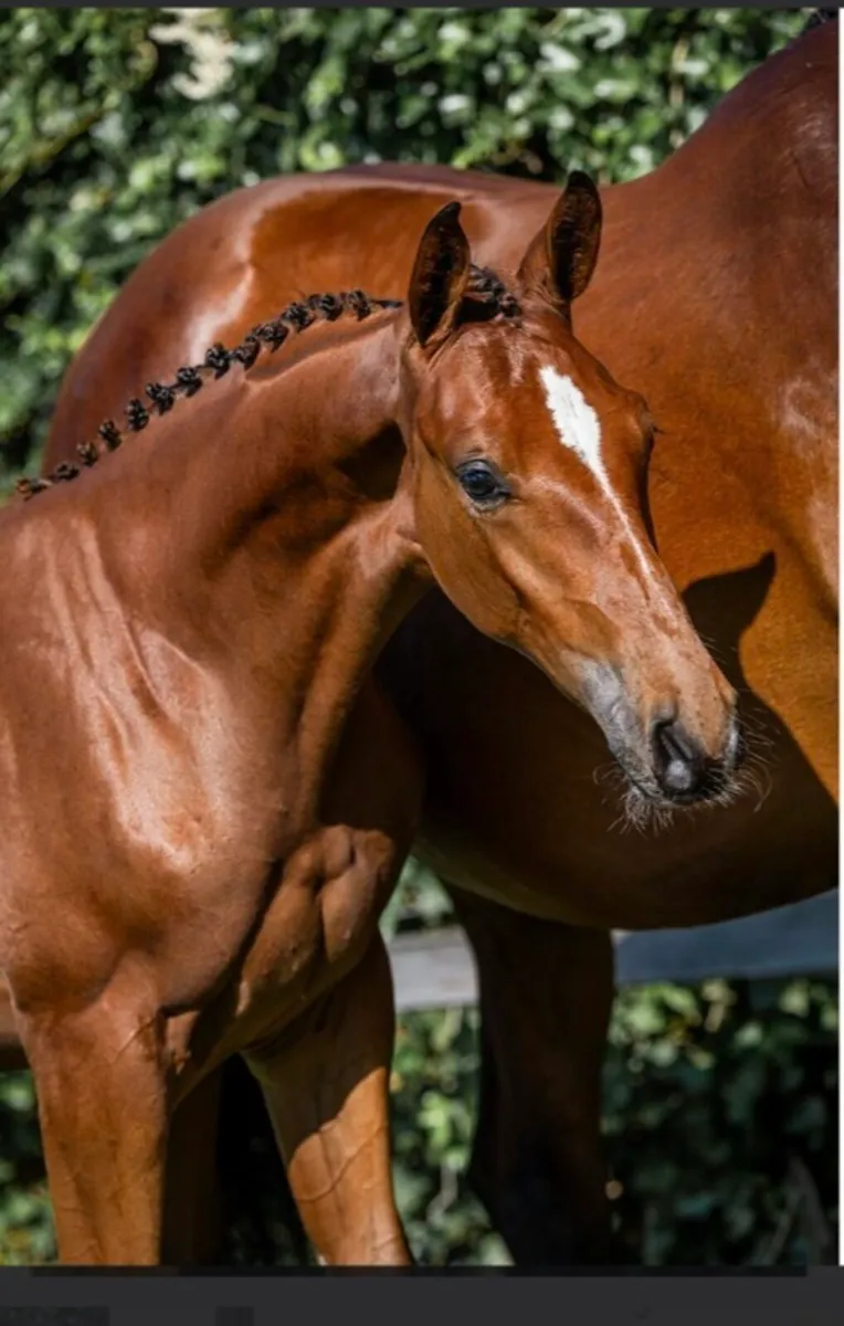 Akarad Hero Z Colt Foal for sale - Image 1