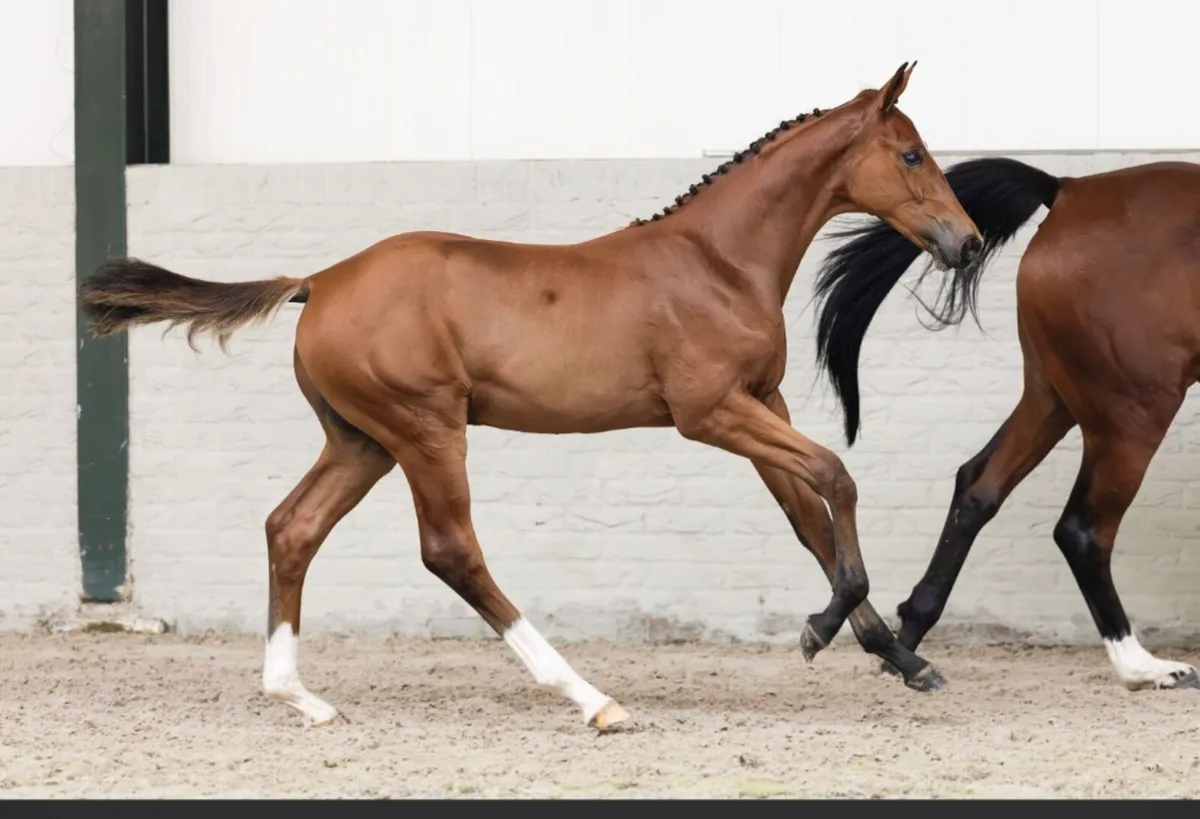 Akarad Hero Z Colt Foal for sale - Image 2