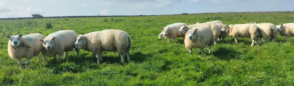 Livestock - Image 2