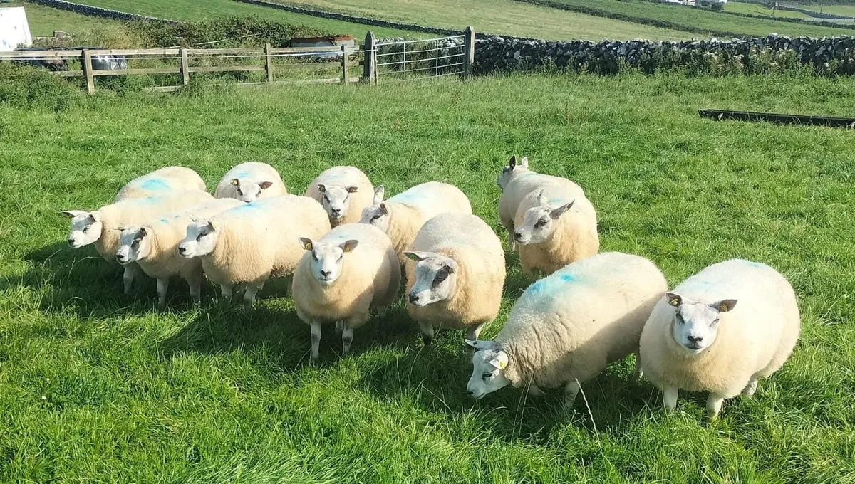 Livestock - Image 1