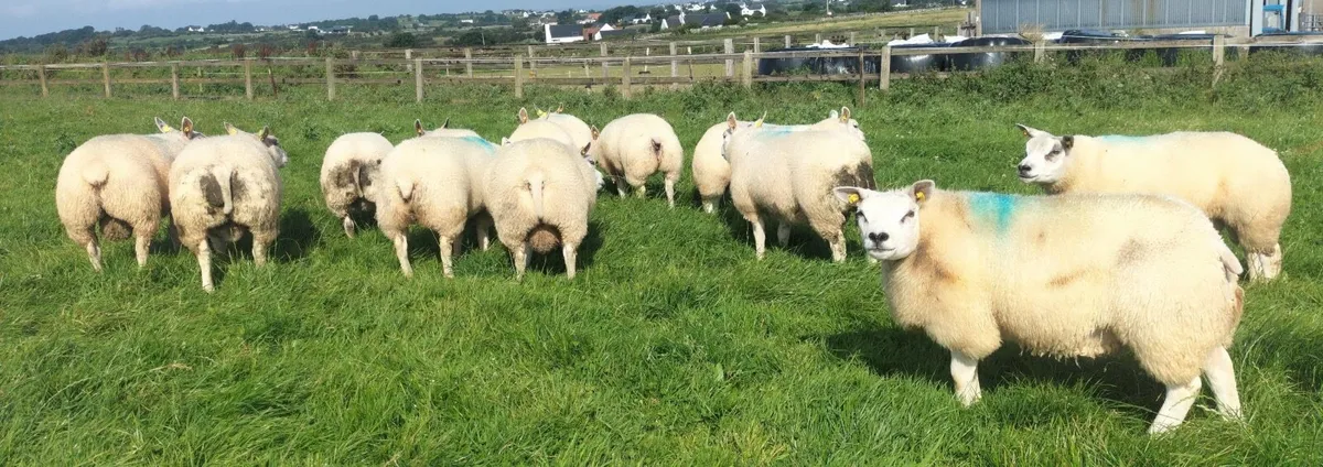 Livestock - Image 3