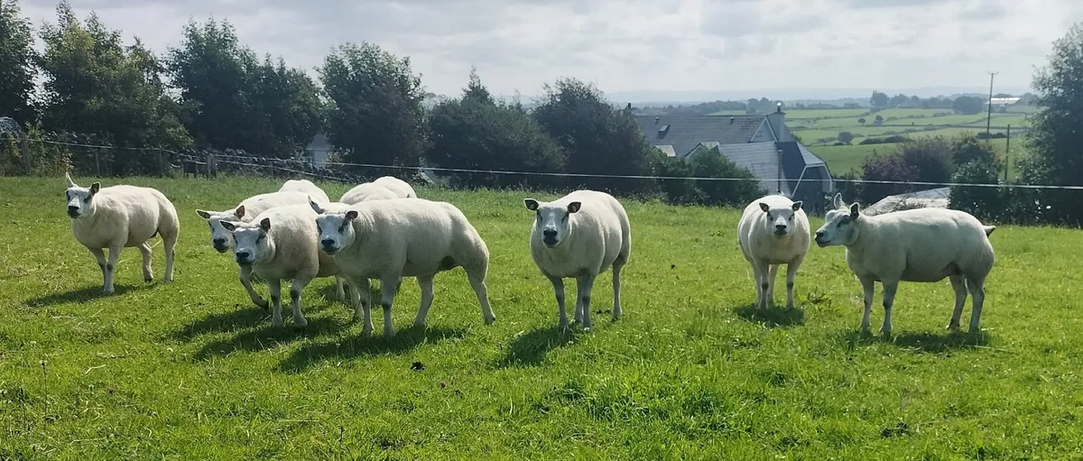 Livestock - Image 4