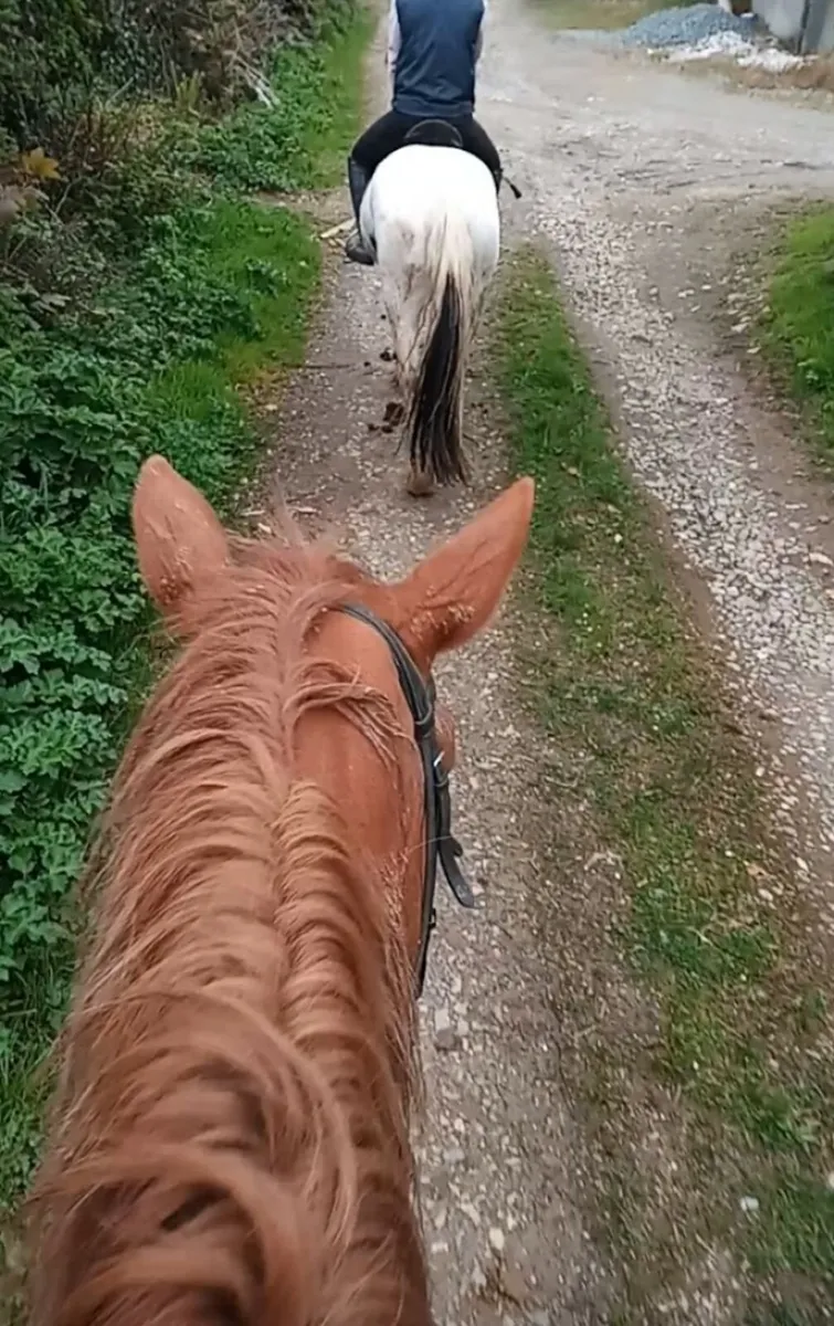 Jerry- Cann , 3yr old broken and ridding. - Image 3