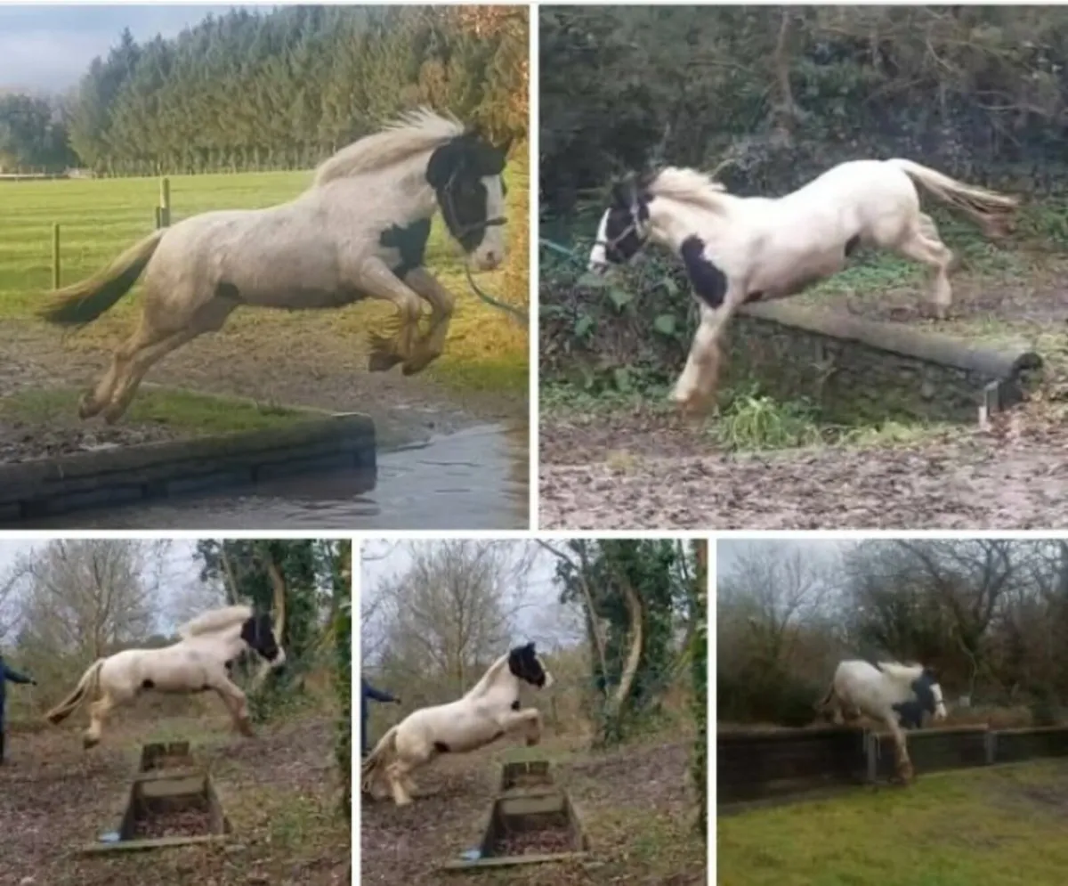 Jerry- Cann , 3yr old broken and ridding. - Image 1