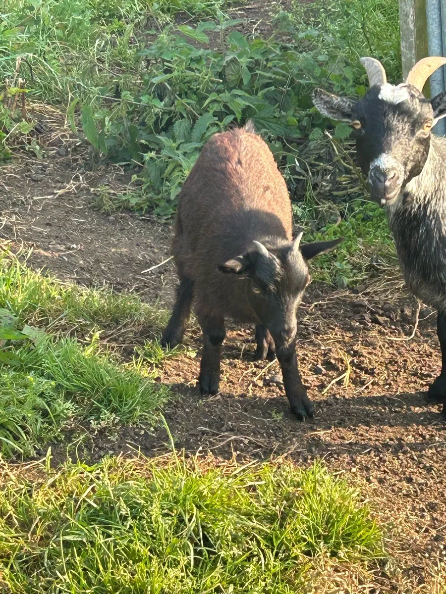 Pygmy goats - Image 2