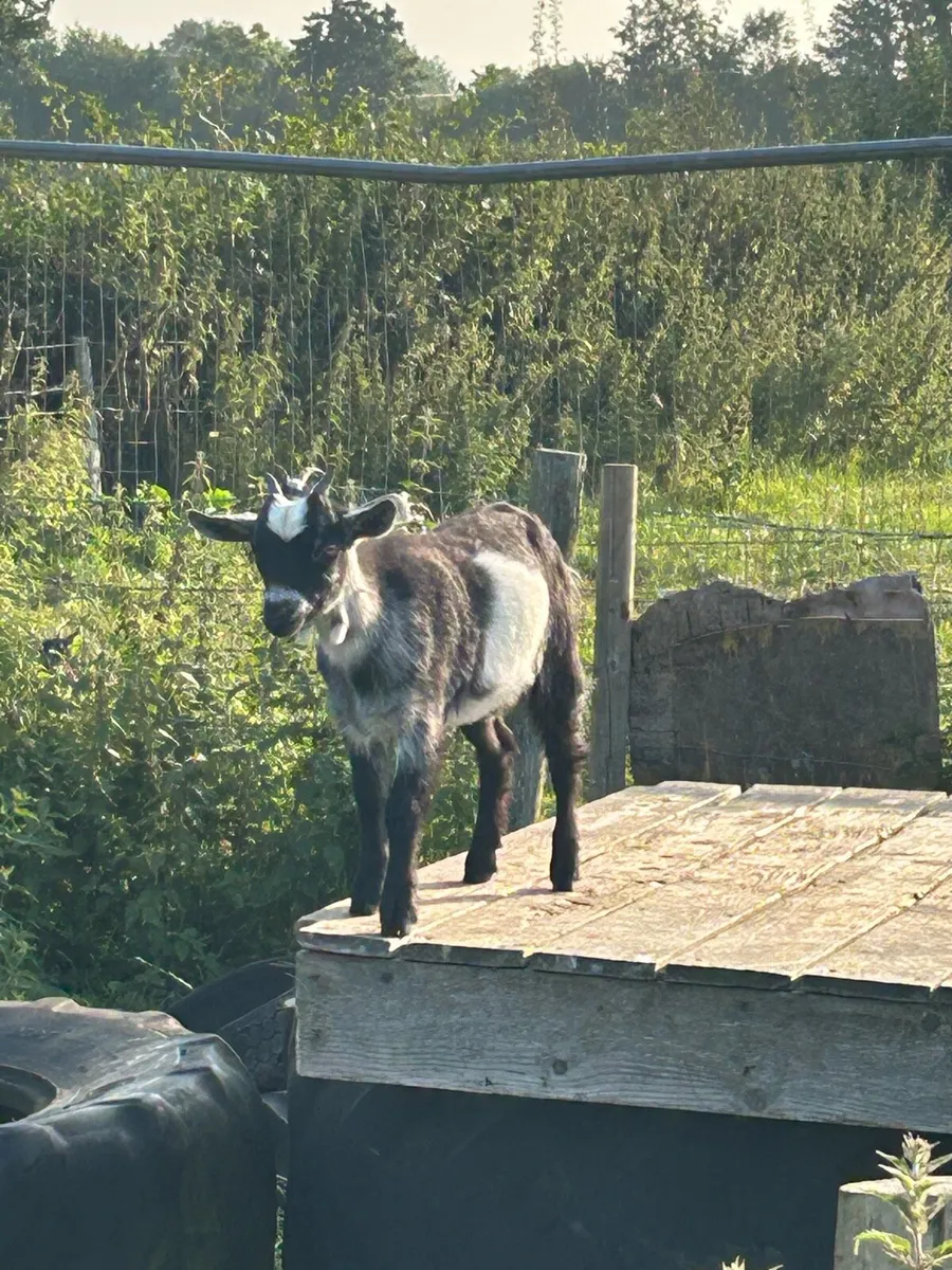 Pygmy goats - Image 3