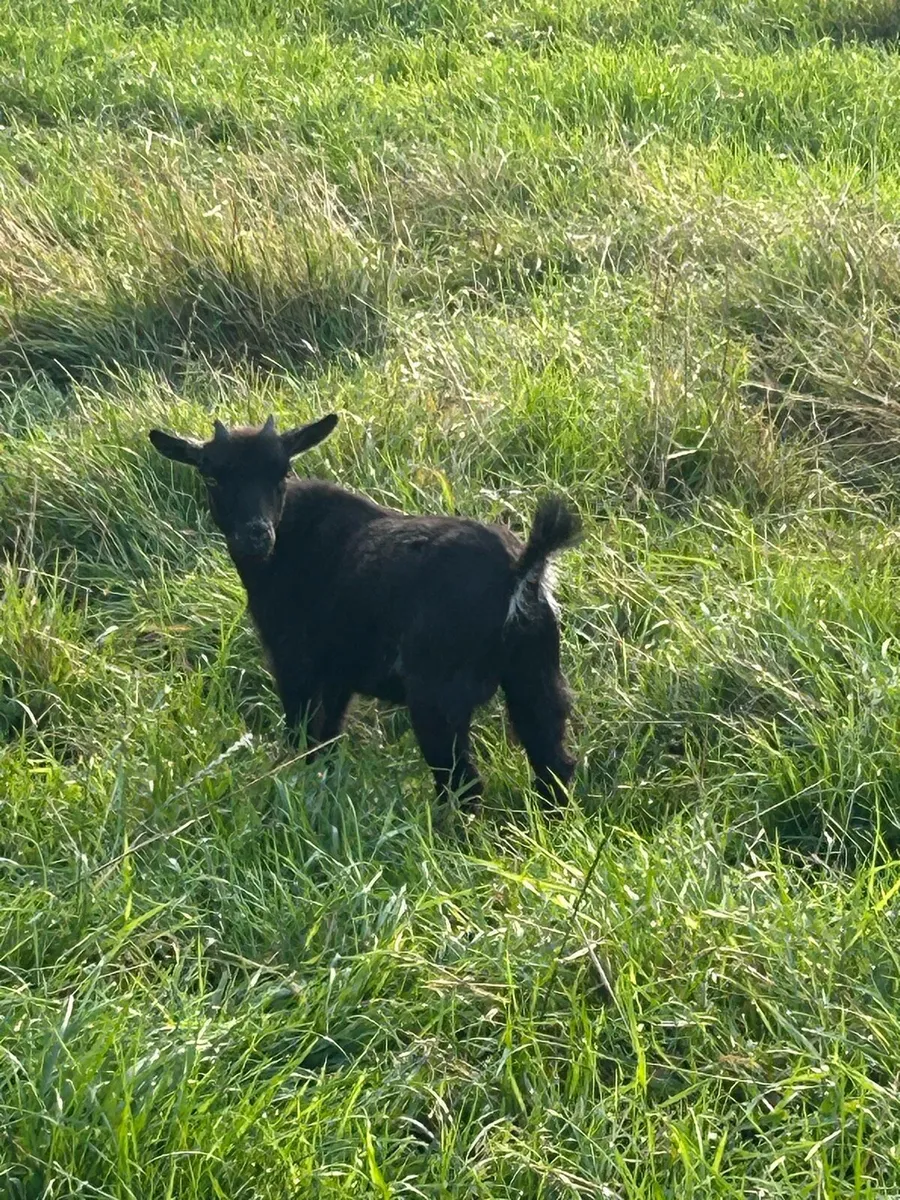 Pygmy goats - Image 4