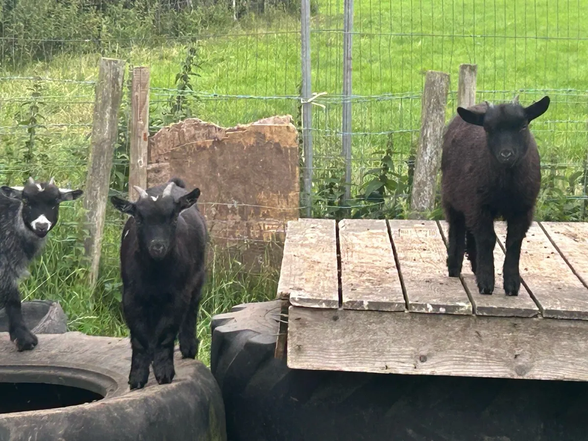 Pygmy goats - Image 3