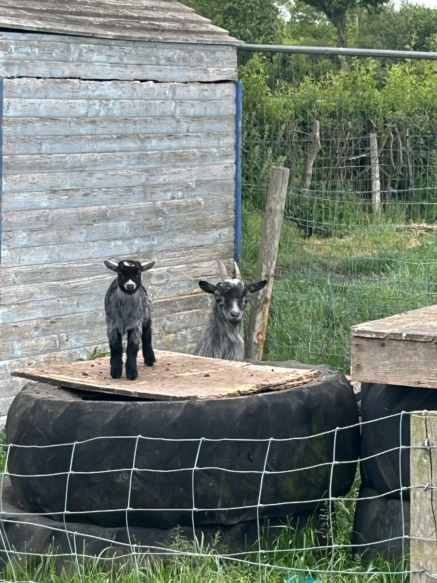 Pygmy goats - Image 1