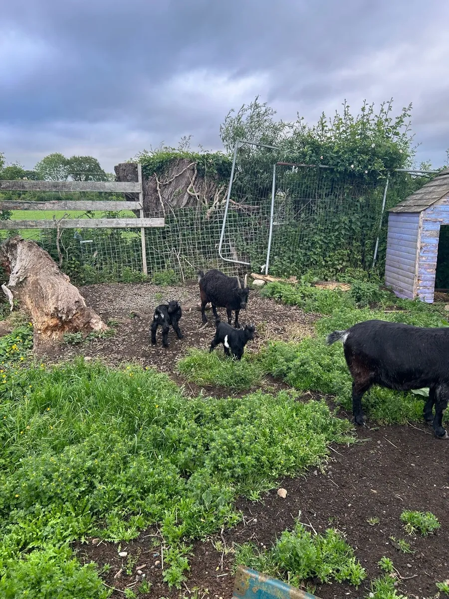 Pygmy goats - Image 4