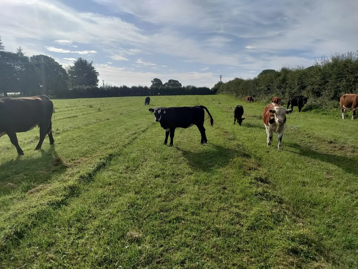 Organic cows and calves - Image 2