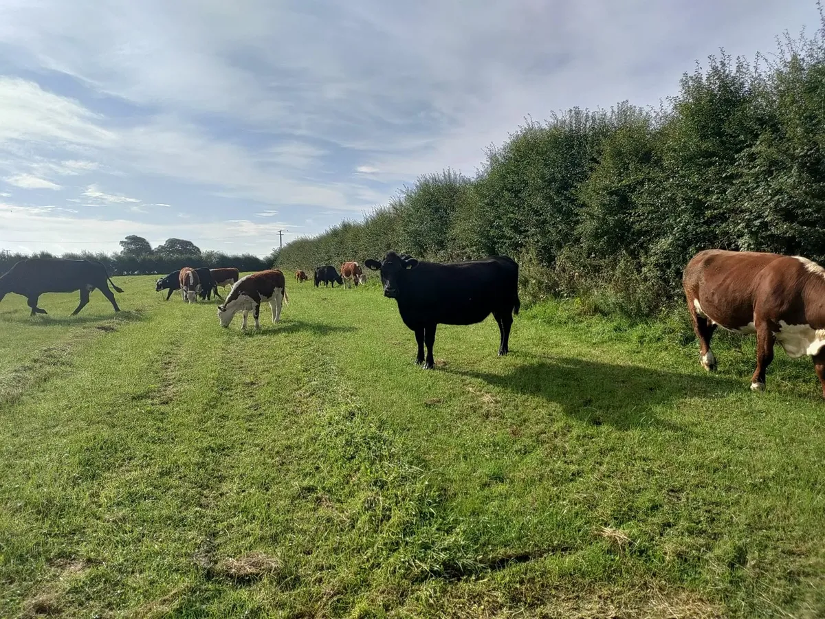 Organic cows and calves - Image 3