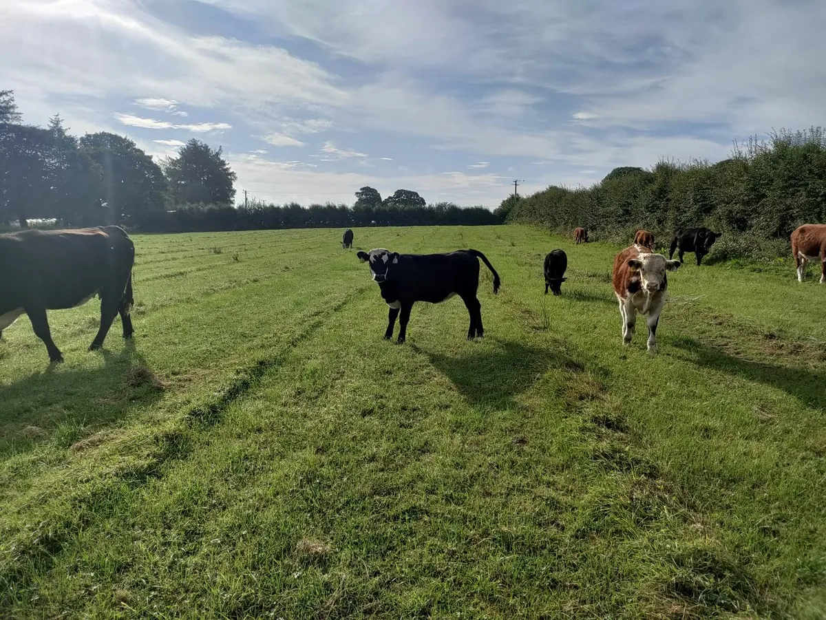 Organic cows and calves - Image 4