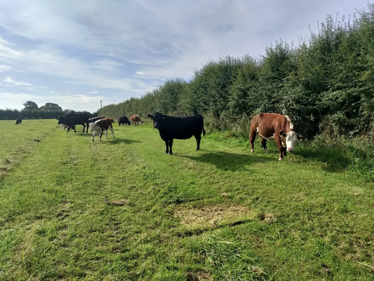 Organic cows and calves - Image 1