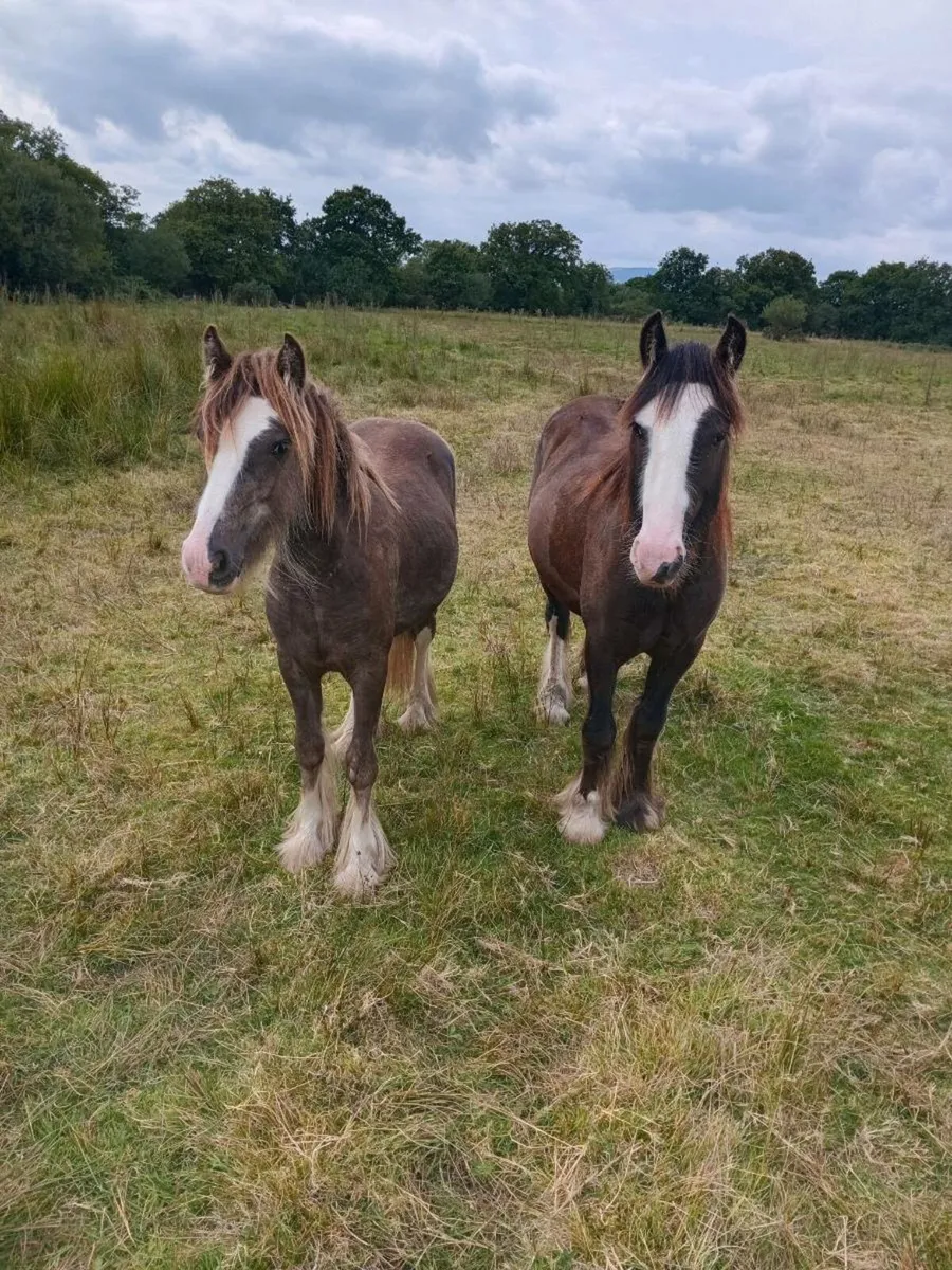 Simon and Mikky - Image 1
