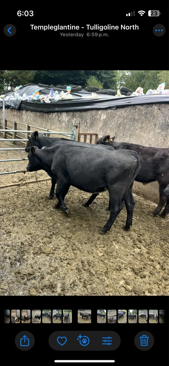 Heifers - Image 2