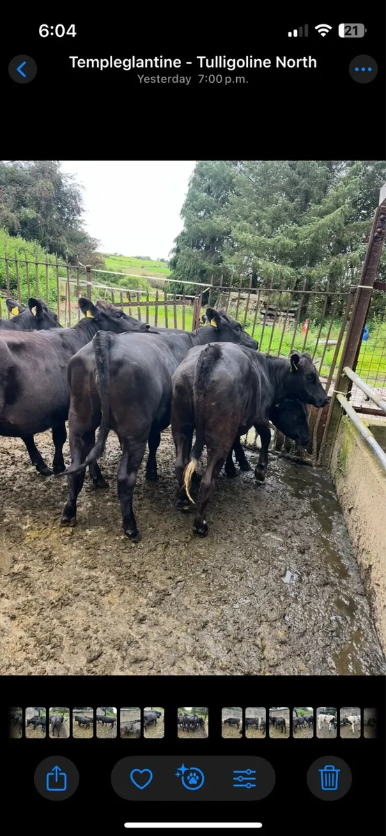 Heifers - Image 1