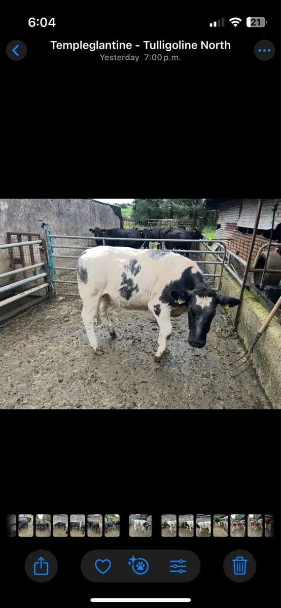 Heifers - Image 3