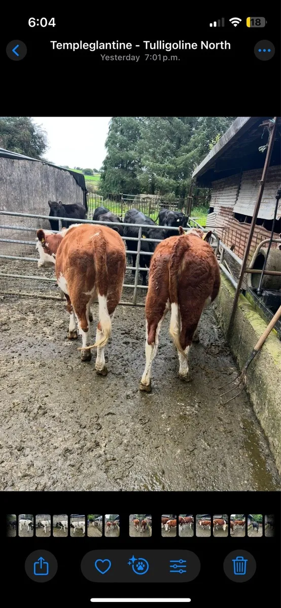 Heifers - Image 4