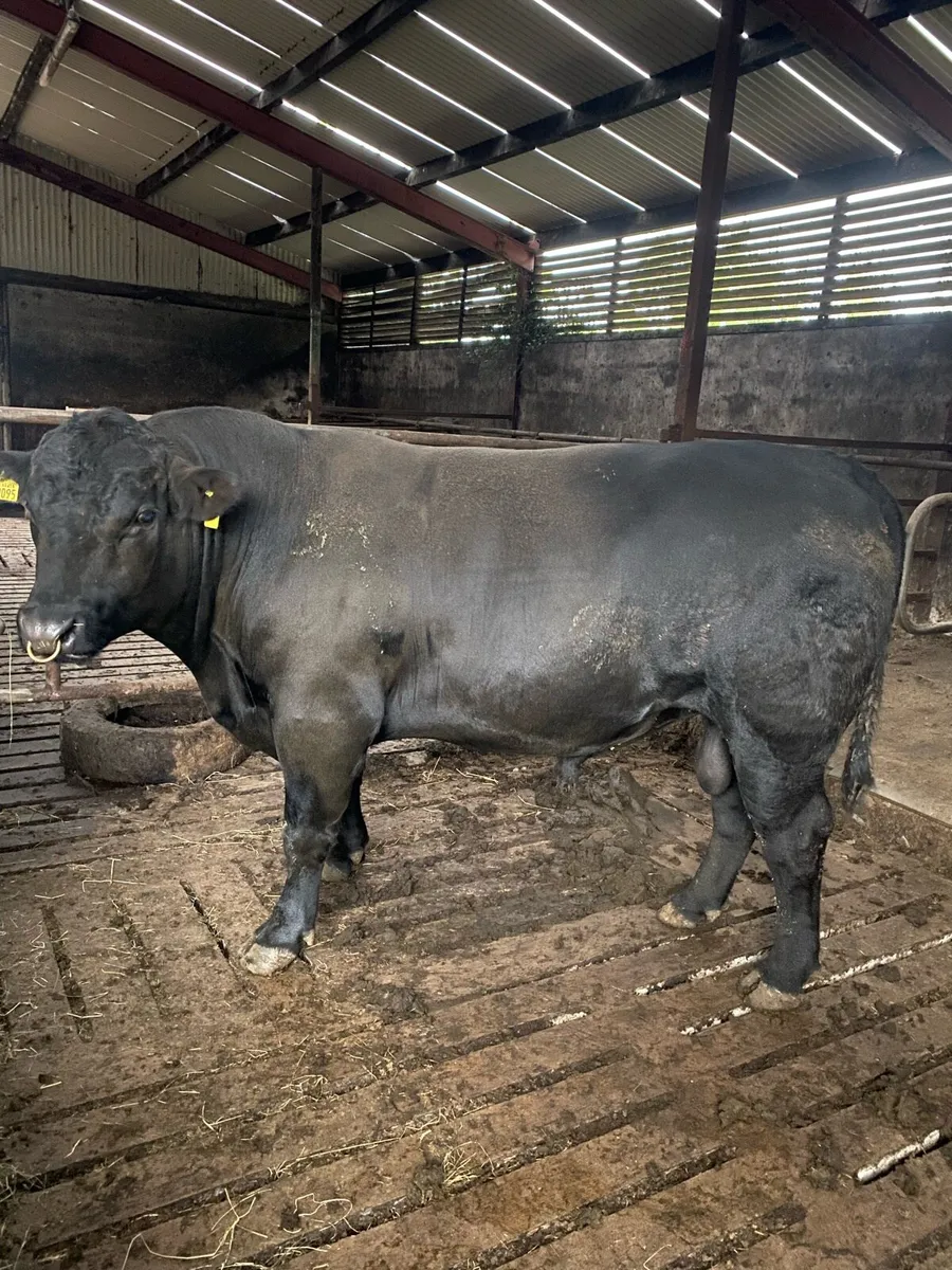 Angus bull - Image 1