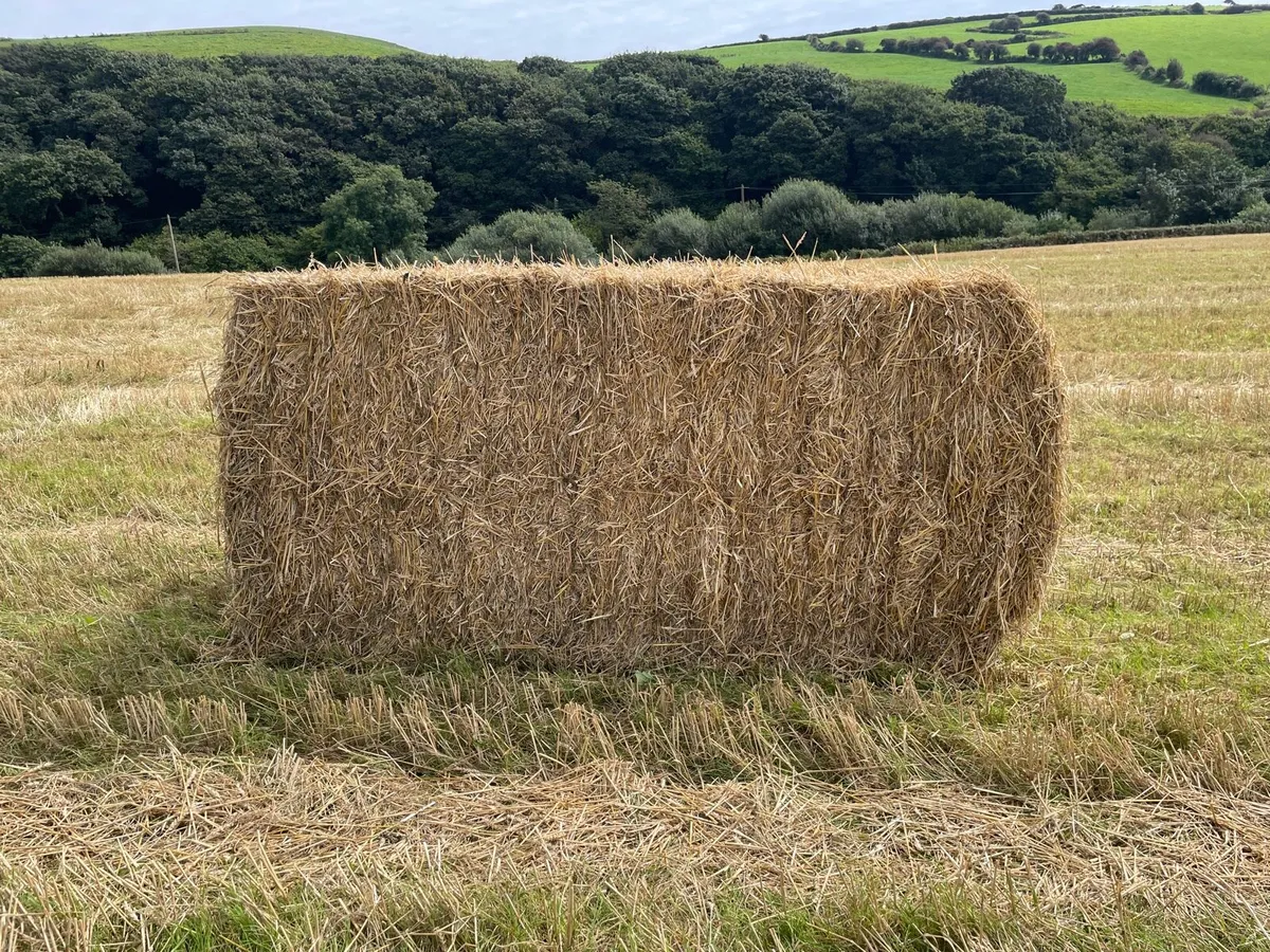 Wheat straw - Image 1