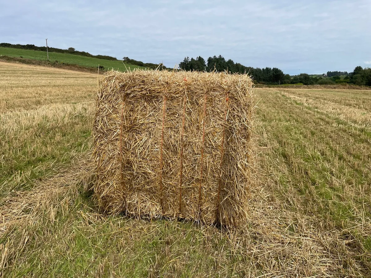 Wheat straw - Image 2